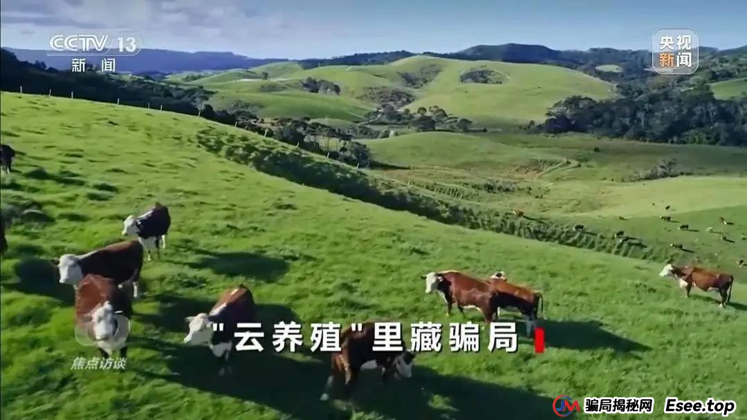 万元认养一头猪，200天就能赚6000元？起底“云养殖”里的骗局(6)