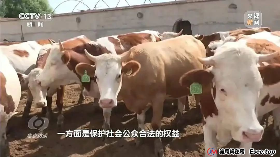 万元认养一头猪，200天就能赚6000元？起底“云养殖”里的骗局(8)