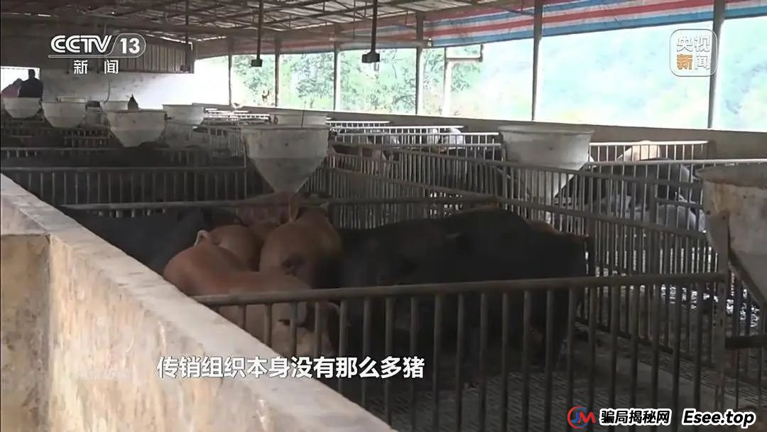 万元认养一头猪，200天就能赚6000元？起底“云养殖”里的骗局(5)