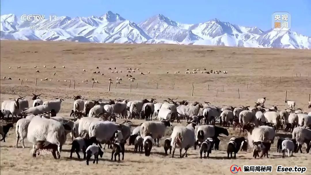 万元认养一头猪，200天就能赚6000元？起底“云养殖”里的骗局(7)