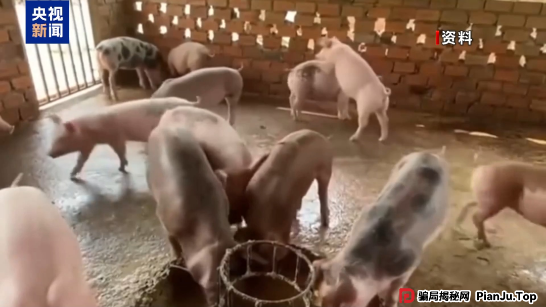 【金融普法】假养猪 真骗局 警惕披着“云养经济”外衣的非法集资(2)