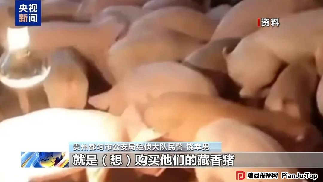 【金融普法】假养猪 真骗局 警惕披着“云养经济”外衣的非法集资(7)